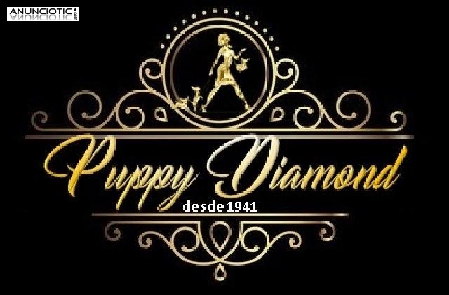 Puppy diamond chihuahua b malts lul p