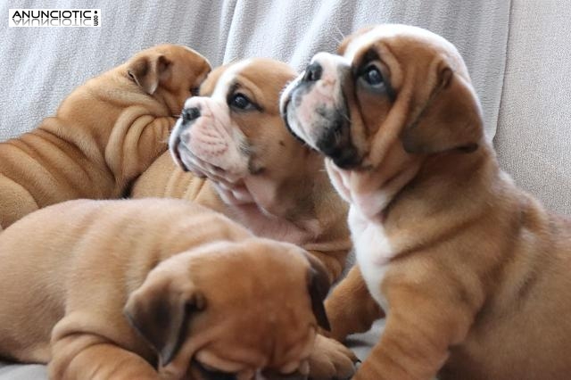 4 cachorros de bulldog inglés para el lanzamiento urgente. (Adopción) 