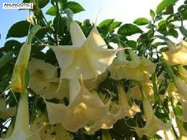 Tenemos productos de las siguientes categorías: scopolamine