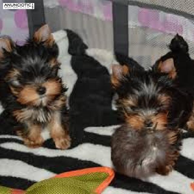 Cachorros yorkie super lindo macho y hembra+