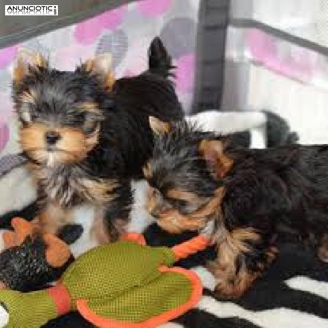 Cachorros yorkie super lindo macho y hembra+