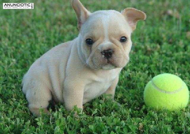 Bulldog frances tu mejor amigo