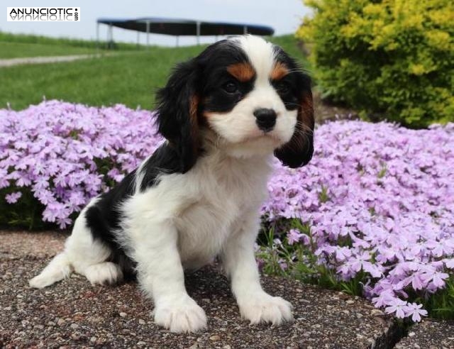  Cavalier King Chaeles Spaniels de Place para obtener más fotos.