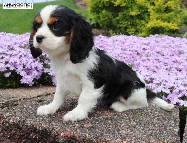  Cavalier King Chaeles Spaniels de Place para obtener más fotos.