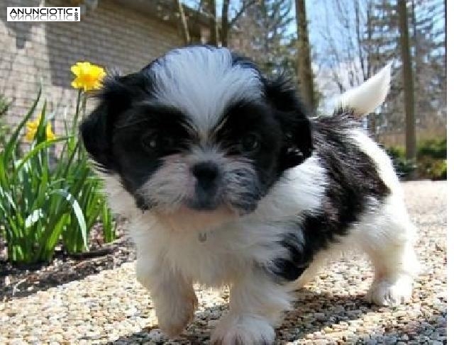 SHIH-TZU