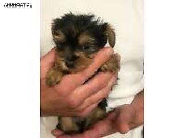 yorkshire terrier cachorros en venta,