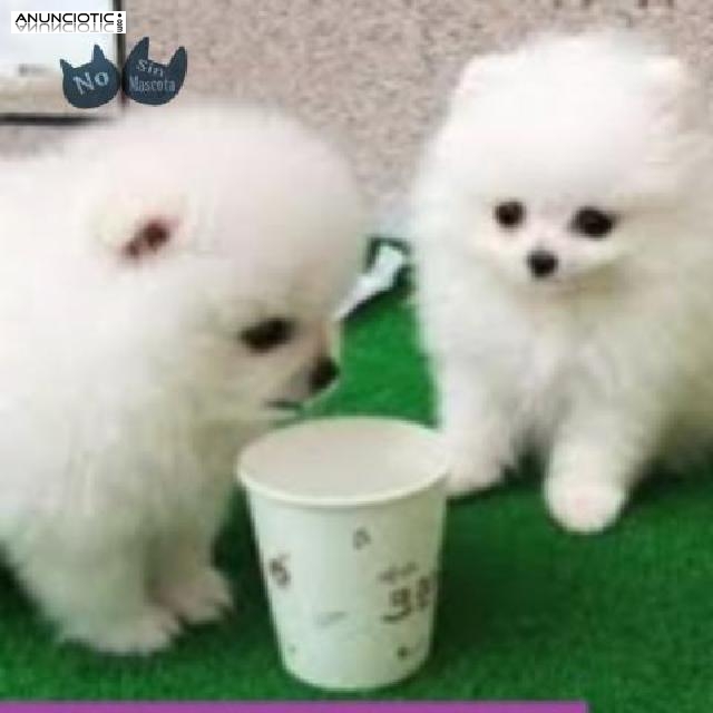 hermosos cachorros pomeranianos disponib