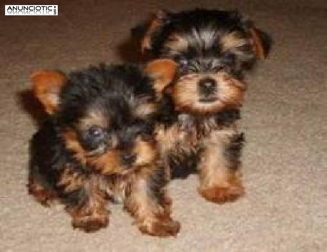 cachorros taza de té Yorkie, Masculino y Femenino, 3-6 meses, marrón, emoci