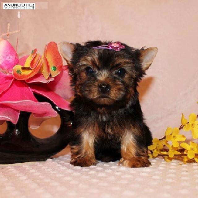 3 cachorros de yorkie en adopcion 