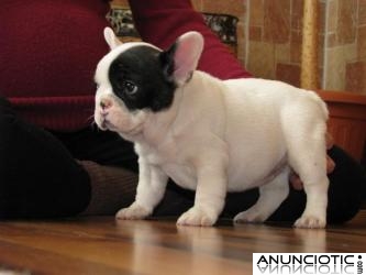 cachorros de bulldog francés lindo y adorable para adopción