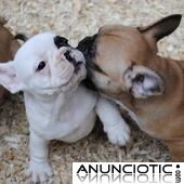 cachorros de bulldog francés lindo y adorable para adopción