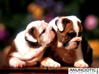 Gratis Camada de Bulldog Ingles Cachorros