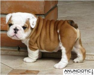 Gratis Camada de Bulldog Ingles Cachorros