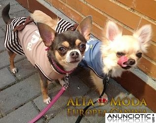 Ropa para Perros, nueva temporada