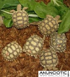 Tortugas en venta