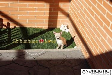 Venta cachorros chihuahua