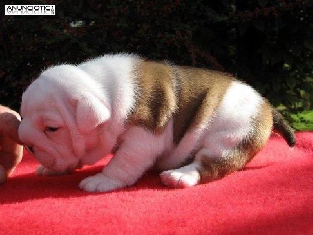 Preciosa camada de Bulldog Ingles.