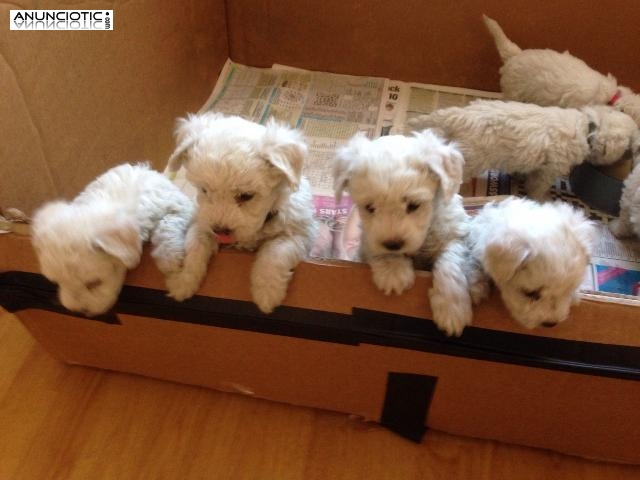 Hermosos cachorros bichon frisé