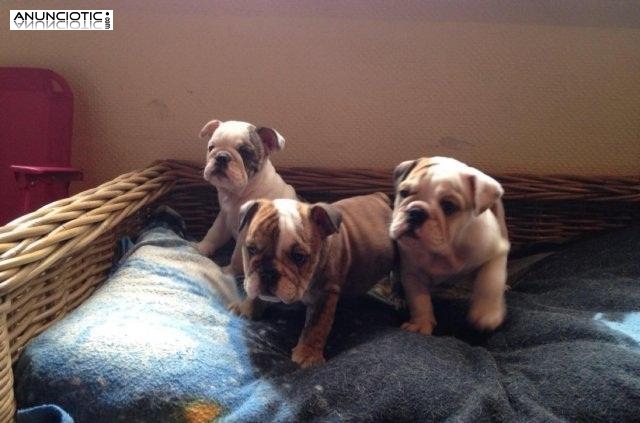 Increibles cachorros de bulldog ingles.