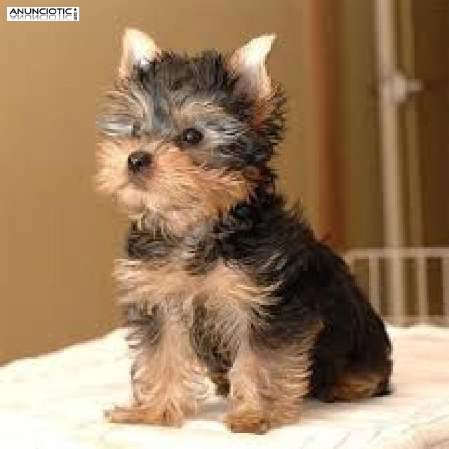 REGALO YORKIE PEDIGREE MASCULINO Y FEMENINO