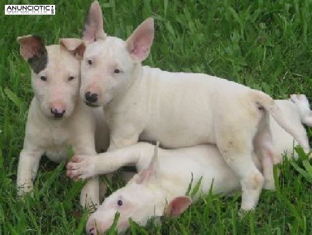 Impresionantes bull terrier cachorros buscando nuevos hogares.