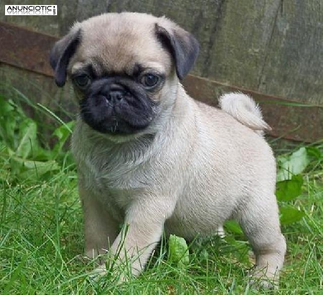 Pug Carlino en adopcion oferta gratis