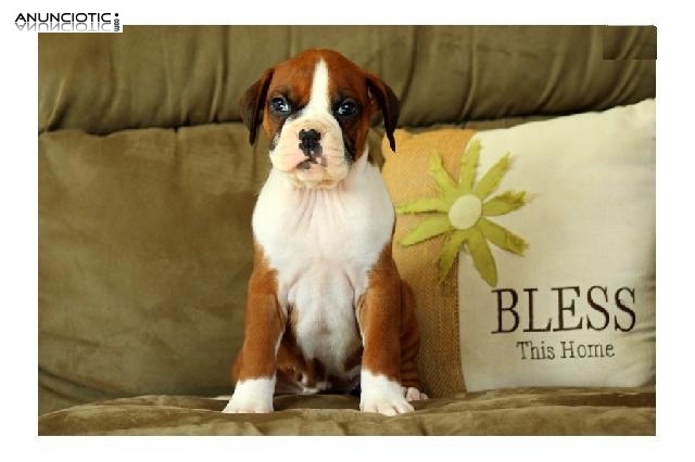  Regalo cachorros de boxer