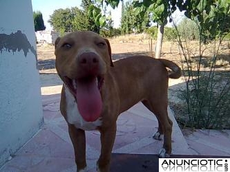 AMERICAN STAFFORDSHIRE TERRIER