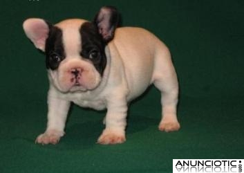 Oferta de bulldog frances inigualables