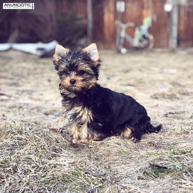 CACHORROS TOY , DE YORKSHIRE TERRIER