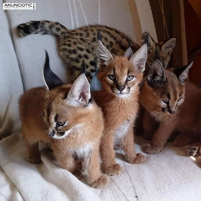 Venta de gatitos serval, savannah y caracal.