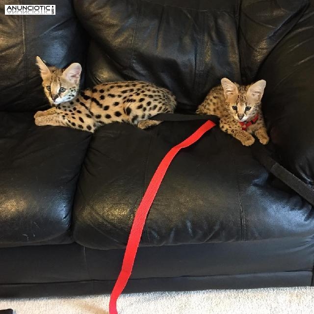 Venta de gatitos serval, savannah y caracal.