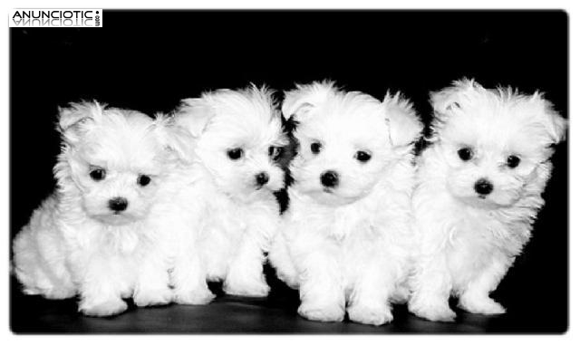 Regalo cachorros Bichon Maltes Mini Toy Para Adopcion