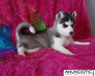  Husky siberiano cachorros para su adopción.