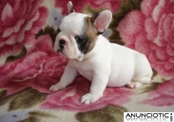 12 semanas de edad cachorros bulldog francés Para Adopción