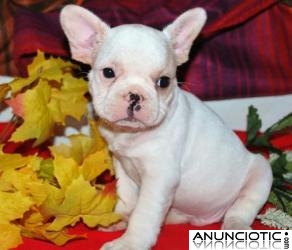 12 semanas de edad cachorros bulldog francés Para Adopción