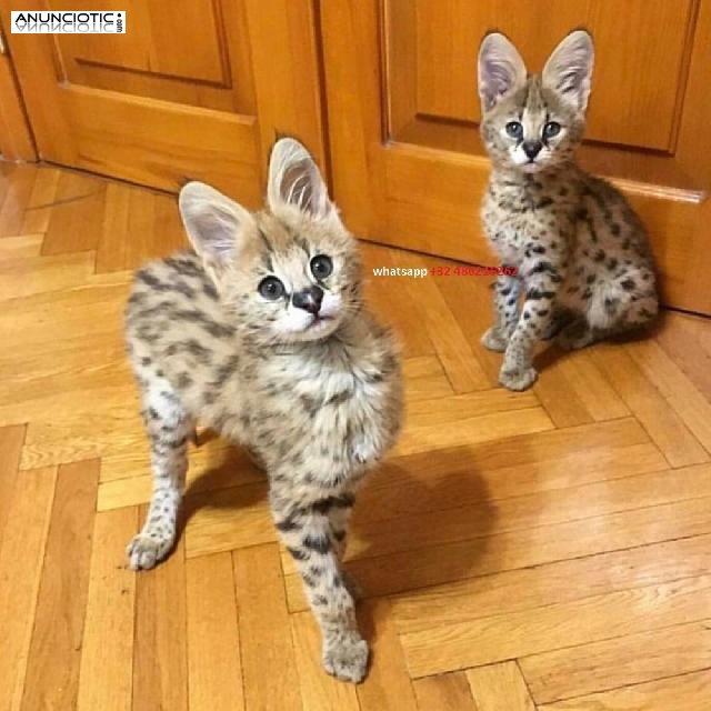 Hermosos gatitos Serval y F1 Savannah disponibles