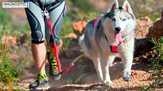 ¿Qué hace Canicross en los perros?