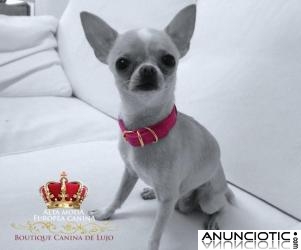 Collares para Perros PequeÃ±os, de lujo