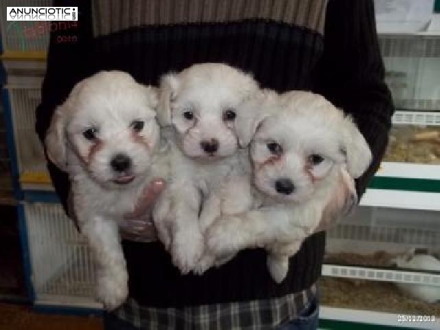  Cachorros bichon maltes toy