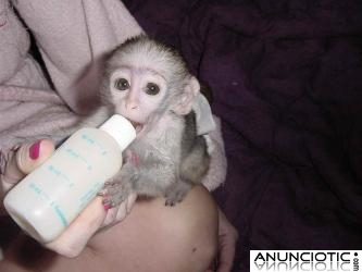 bebé monos capuchinos disponibles