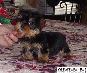 Yorkies cachorros terrier para su aprobación