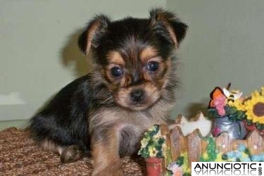 Yorkies cachorros terrier para su aprobación