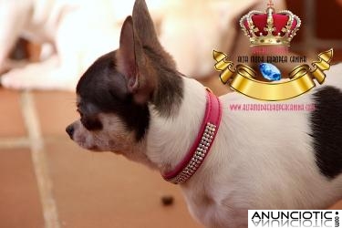 Collares para Perros Exclusivos