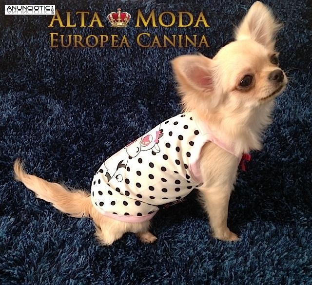 Ropa para Perros Primavera