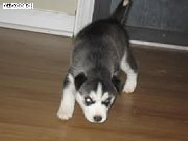 tres cachorros husky siberiano para su aprobación.