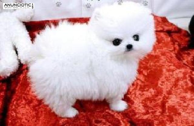 REGALO Cachorros Pomeranian Para Navidad