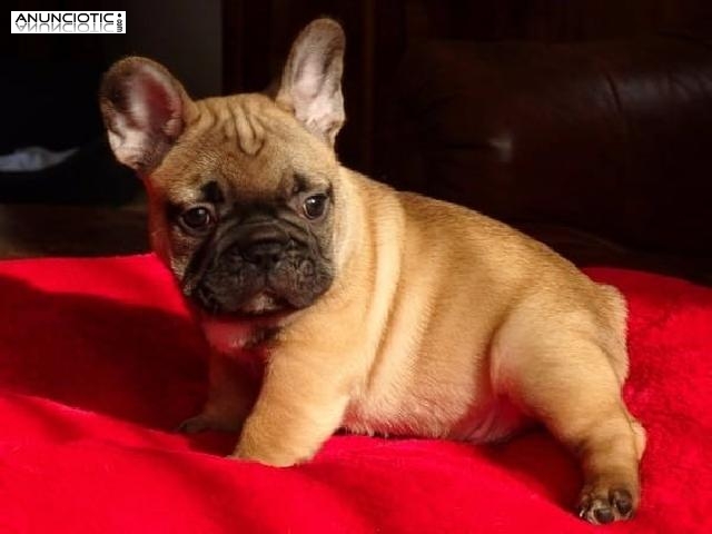  Bulldog Francés. Cachorros pura raza