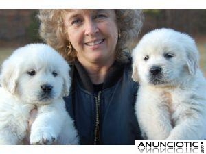 Adorable cachorros de raza Golden Retrie