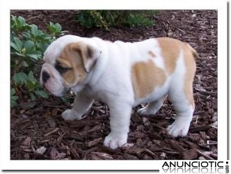  Preciosos Bulldog Ingles, muy buen precio